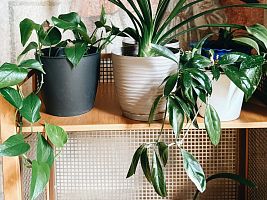 rostlinný swap_knihovna Jihlava