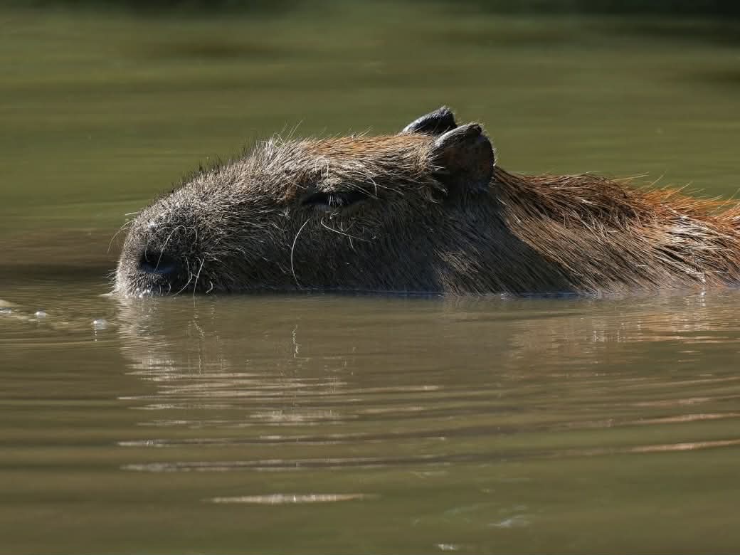Jak si v létě užít koupání bez rizika_kapybara ve vodě